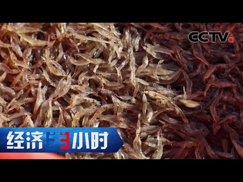 南美白对虾甘肃产，西北重度盐碱地变身万亩渔业基地 「经济半小时」20220729 | CCTV财经
