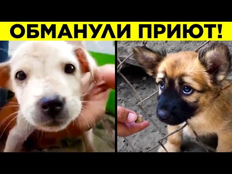 Разоблачённые Фейковые Видео. Часть 2