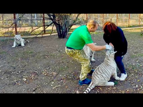 Один из белых тигрят ВЦЕПИЛСЯ мне В РУКУ, хорошо рядом был Олег Зубков и отогнал тигра!