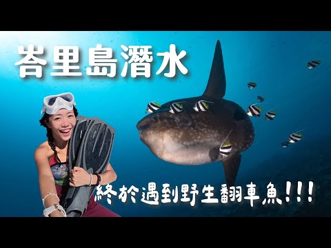 【峇里島潛水】亞洲極少數可以撞見 Mola Mola 的潛點！鬼蝠魟真的看到飽？新手友善嗎？ 佩尼達島五日潛水全記錄 ！ft. @purediveresort5880
