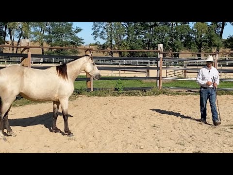 This Horse Doesn't Want To Be Caught!