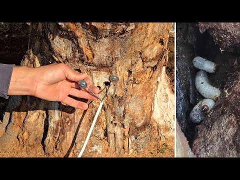 شاهد كيف استخدمت الكهربا وتخلصت من دودة المنشار داخل شجرة.التين الى الابد طريقة جنونيه