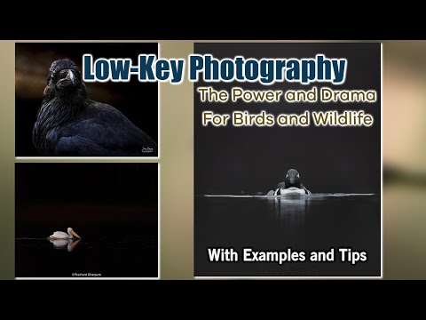 The Power and Drama of Low-KeyPhotography for Birds and Wildlife