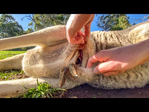 Go Inside a Kangaroo Pouch -  Baby Kangaroo 🦘