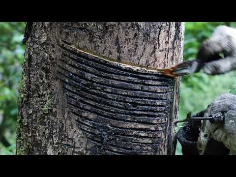 URUSHI | Traditional Japanese Lacquerware