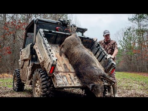 Giant sow, hogs jumping out trap, boat sank and sheriff dept tickets.