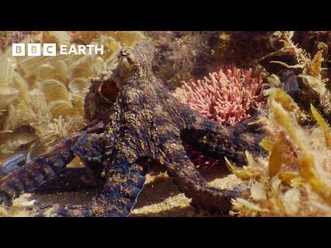 3 Hours of Life Beneath the Waves | BBC Earth