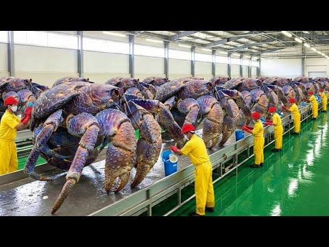 Inside the Birgus Latro Industry - How Giant Crabs Are Processed Into Heavy-Duty Clamps