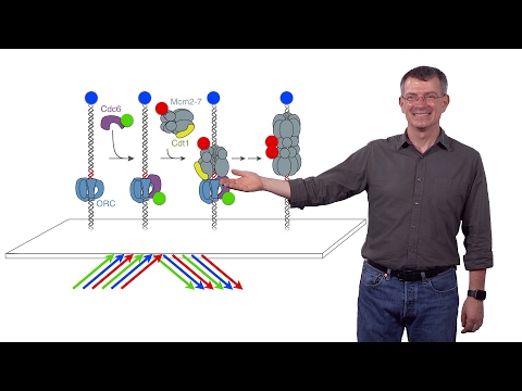 Stephen P. Bell (MIT / HHMI) 2: Single-Molecule Studies of Eukaryotic DNA Replication