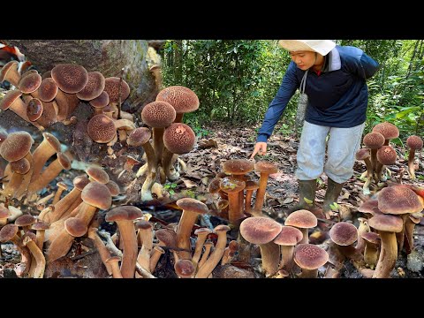 !!อลังการเห็ดบดดิน!! ออกหมู่เดียวเกือบ2ตะกร้า ออกเป็นเง่าเป็นก่อ26/เมษายน/2568