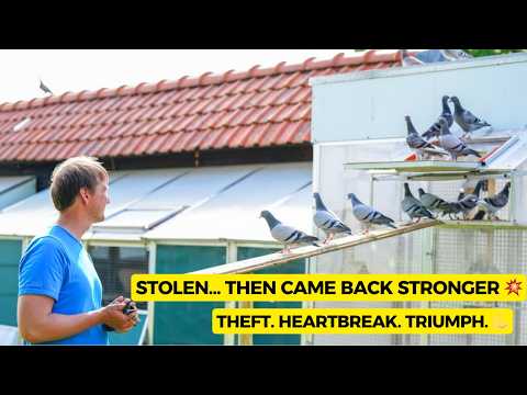 The Police Officer Who Beats the World at Pigeon Racing | Tom Van Gaver PIPA podcast resume .