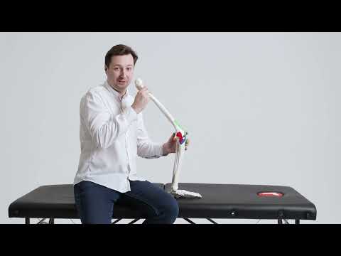 Анатомия и биомеханика коленного сустава | Михаил Касаткин