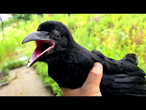 I brought a dying crow