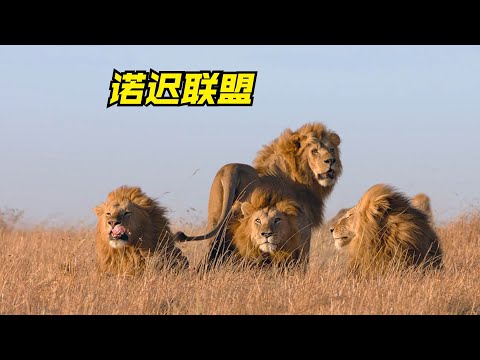 Notch传奇雄狮联盟之诺迟联盟的兴亡，卡里军团全集