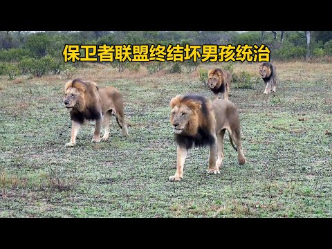 保卫者雄狮联盟，终结坏男孩的统治，领地面积400平方公里