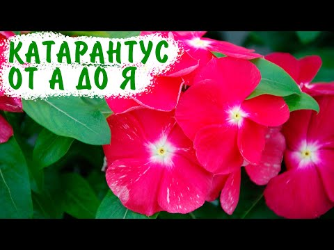 Catharanthus from A to Z! From sowing to flowering! I sow Catharanthus from seeds.