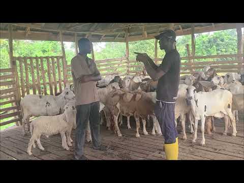 “He Started With Nothing… But Built the Most Inspiring Farm in Nigeria”