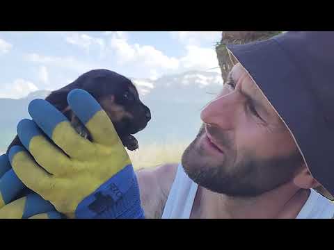 Building a cabin with only one knife and rescuing puppies from the wild!!