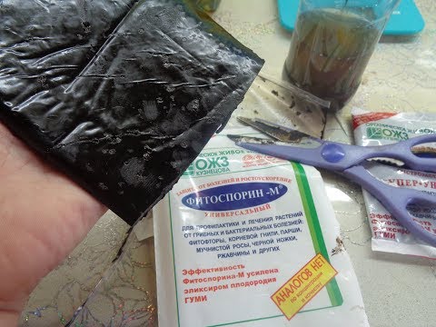 ФИТОСПОРИН. КАК ЕГО ПРАВИЛЬНО РАЗВЕСТИ? Ольга Чернова.
