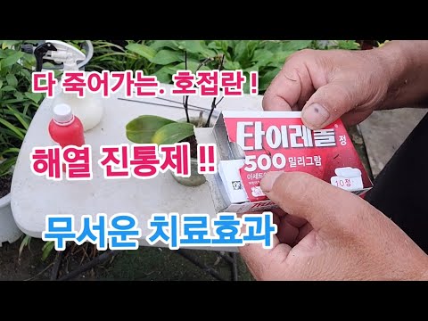 다 죽어가는 '호접란' 타이레놀 진통제로 이렇게 치료해 보세요!!