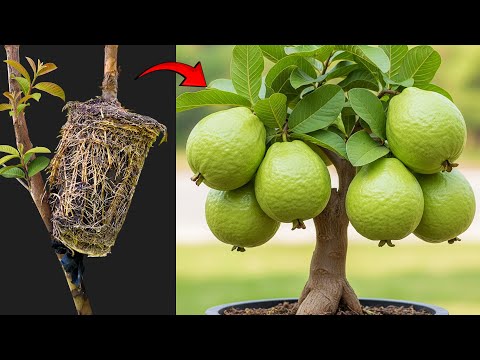 🌿Grow Guava Tree Faster using Potato Power for Beginners!