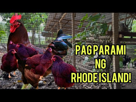 2 BREEDING PENS NA ANG RHODE ISLAND RED!