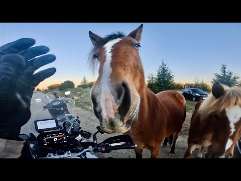 ٢٤٥ - الجزائر -البليدة / جبال و خيول برية