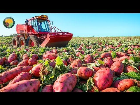 How American Farmers Harvest 2.5 Million Pounds Of Sweet Potatoes by Machine | Farming Documentary