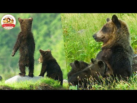 【貴重映像】北海道の秘境に暮らすヒグマの母子に2年間密着！急に子供が行方不明で母はパニック！他のヒグマと遭遇で一触即発!?【どうぶつ奇想天外／WAKUWAKU】