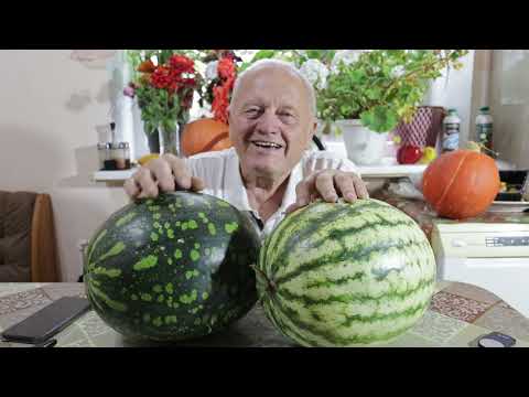 Почему для почвы овсяный кисель лучше химии. Советы Распопова по защите растений в сентябре 24 г