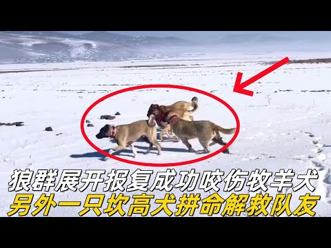 狼爪對上犬牙，羊圈爆發終極肉搏！看家猛犬用實力告訴它：此路不通！#top  #世界之最 #动物 #動物 #災難 #灾难 #腦洞大開 #美國 #灰熊#狼群 #北大村庄#可可西里#