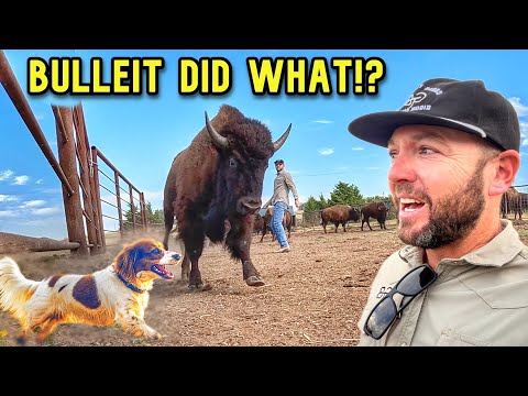 Bulleit the Bison Dog!