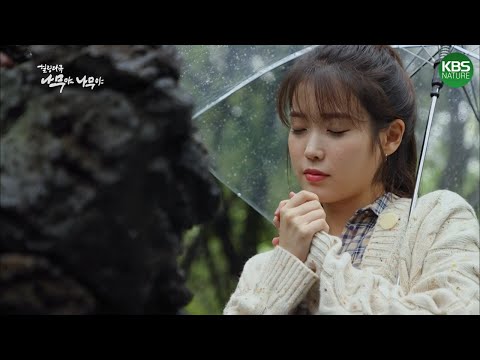 #아이유 랑 힐링해요💖 아이유가 소개하는 신비한 숲 제주 곶자왈｜KBS 나무야 나무야 201031 방송