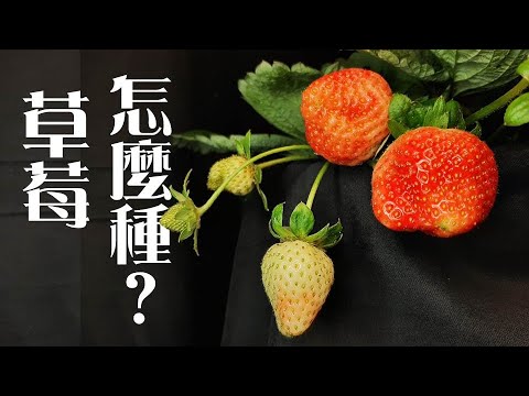 草莓Strawberry怎麼種 | 5個重點種出無農藥草莓《葛斯怎麼種》25