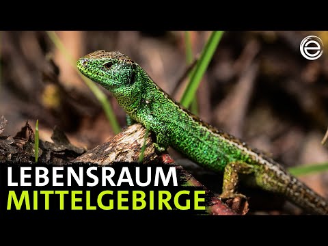 Der Teutoburger Wald | Erlebnis Erde