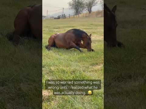 This was at an old boarding spot - I had never seen a horse do this before #horsethings #funny