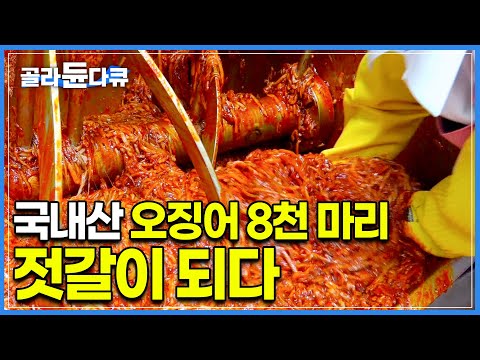 부산 감천항에서 귀하게 모셔온 국내산 오징어 8천 마리가 오징어 젓갈이 되는 과정│젓갈 공장│식품공장 │극한직업│#골라듄다큐