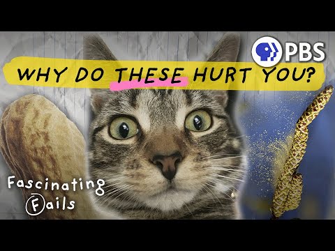 Allergies: The Science of Why Your Body Hates You