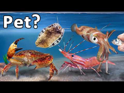 I Turned Every Grocery Store Animal into My Pet