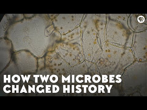 How Two Microbes Changed History