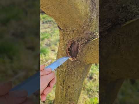 ПРОСТОЕ СРЕДСТВО ЛЕЧИТ РАК ПЛОДОВЫХ! Как вылечить раковые раны на деревьях? Подробный мастер-класс