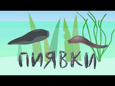 Leeches | Blood-Sucking Leeches | Medicinal Leeches | The Wonderful World of Invertebrates