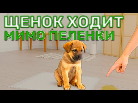 Щенок ходит в туалет МИМО пеленки. Почему и как это исправить?