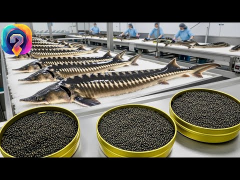 Как ПРОИЗВОДИТСЯ  черная икра осетра! От фермы до элитного стола! Уникальные кадры с производства!