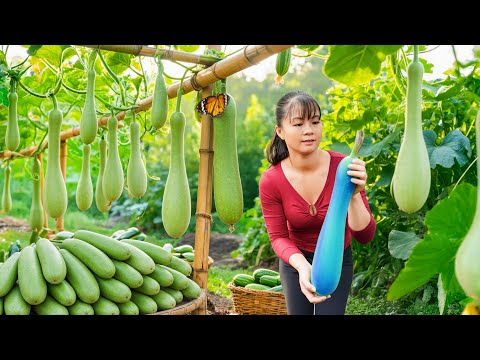 TIMELAPSE -- Use 3-Wheeled Truck Harvest 1000+ Giant Gourds, Go to Market Sell | Phương Countryside