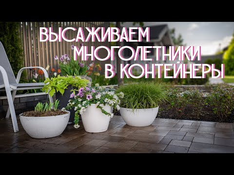 Perennials in container gardening