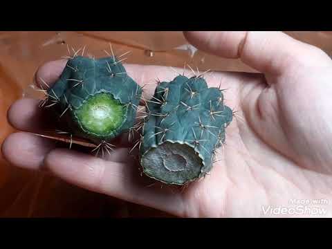 Как спасти кактус? Как переукоренить кактус?