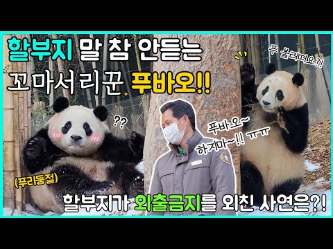 판다월드 꼬마 서리꾼 푸바오🐼 결국 외출금지를 외친 할부지👨 할부지 쫓아가다 분노의 유턴🤣 신나는 구르기까지! 정말 못 말리는 푸바오의 야외 나들이🎵