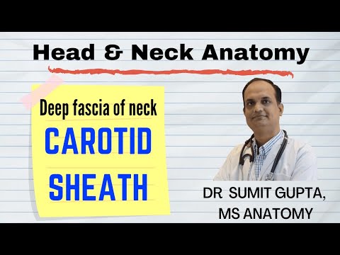 DEEP CERVICAL FASCIA : CAROTID FASCIA