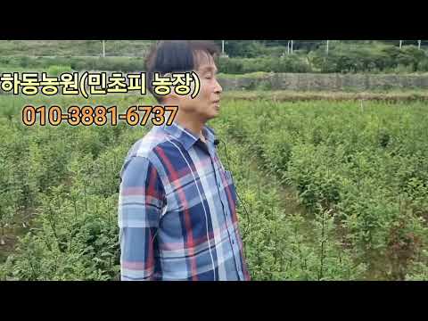 가시없는 민초피 묘목
